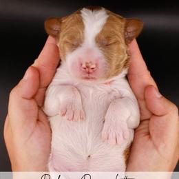 Cupcake - Parti female Goldendoodle puppy in Comanche, Texas from Central Texas Doodles, LLC.