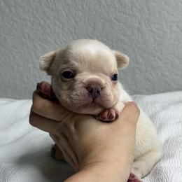 Viscount Anthony - White male French Bulldog puppy in Conroe, Texas from Haynes French Bulldogs