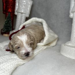 Poodle and Schnoodle Puppies from Bred by Brennen