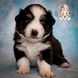 Miniature Australian Shepherd Puppies from Wigglebutts Unlimited