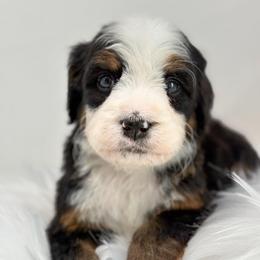 Nectar - Tri-color male Bernedoodle puppy in Fleming, Colorado from Vandenbark Doodles
