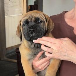 No Collar female - Brown female Boerboel puppy in Fairmount, Indiana from Black Iron Boerboels LLC
