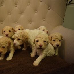 Lagotto Romagnolo Puppies from Southern Lagotto