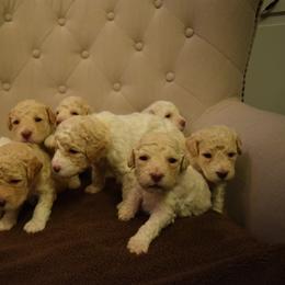 Lagotto Romagnolo Puppies from Southern Lagotto
