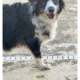 Dais - Miniature Australian Shepherd
