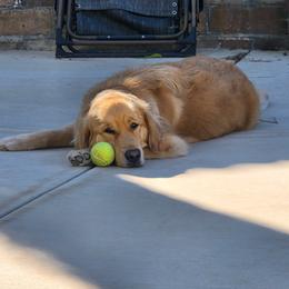 Bindi - Golden Retriever