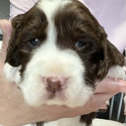 Boy 2 - Liver and white English Springer Spaniel puppy in Wells, Vermont from Everyday Sunshine Springers