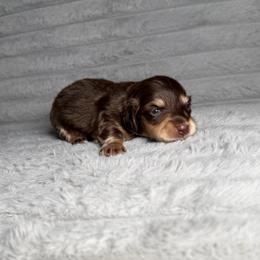 Hazel - Chocolate and cream female Dachshund puppy in New Albany, Mississippi from Double A. Doxies