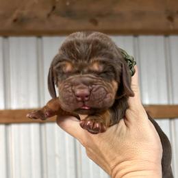 Cash - Liver and tan male Bloodhound puppy in Marvell, Arkansas from Hat Creek Kennel
