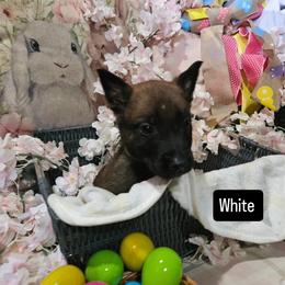 White Boy - Red sable male Belgian Malinois puppy in Steelville, Missouri from Chaland