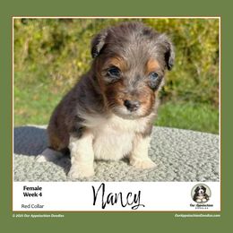 NANCY (Red Collar) - Blue merle female Aussiedoodle puppy in Branchland, West Virginia from Our Appalachian Doodles