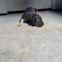 Girl 2 - Black and tan female Bloodhound puppy in Tahlequah, Oklahoma from HNH Hounds