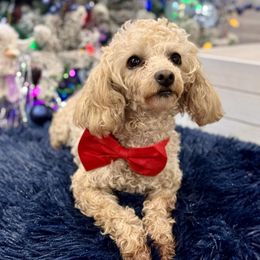 Poodles from NanaPoppins