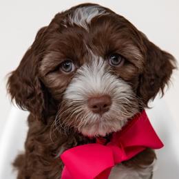 Pink Girl - Tri-color female Australian Labradoodle puppy in Statesville, North Carolina from Rose Cottage Labradoodles
