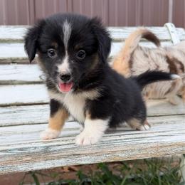 Roast - Black tri male Miniature Australian Shepherd puppy in Licking, Missouri from Burnett Aussies