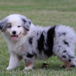 Blue Merle Male - Blue merle male Australian Shepherd puppy in Northport, Alabama from Sipsey River Australian Shepherds
