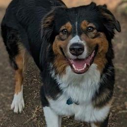 TuTu - Australian Shepherd