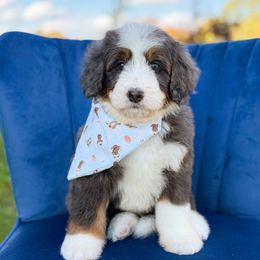 Butterball (male) - Blue merle male Bernedoodle puppy in Bellville, Ohio from Bernedoodle Buddies