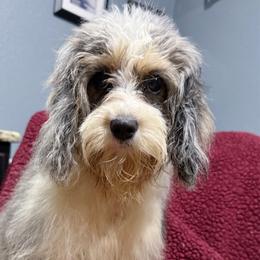 Sparkle - Merle female Cavapoo puppy in Clinton, Missouri from Sparrow Glen Doodles
