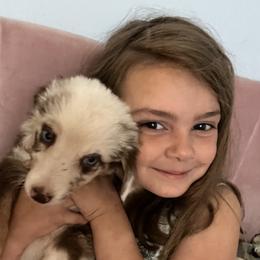 Aussiedoodle and Australian Shepherd Puppies from RoseWest Farms