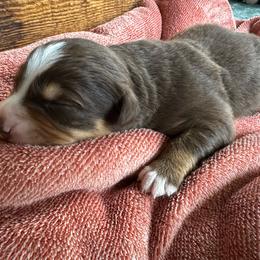 Girl 2 - Baby Ruth - Red tri-color female Australian Shepherd puppy in Duluth, Minnesota from Frozen Nort Aussies