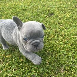 Sinclair - Blue male French Bulldog puppy in Anderson, California from Wooftown Kennels