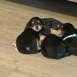Dachshund Puppies from Monroe’s Hillcrest Dachshunds