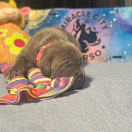 Miracle City Pink - Gray female Cane Corso puppy in Conroe, Texas from Miracle City