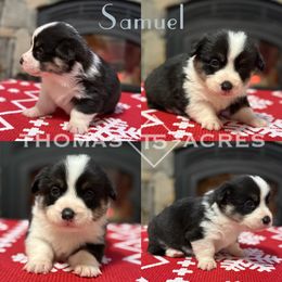 Samuel - Black and tan male Pembroke Welsh Corgi puppy in Raymond, Illinois from Thomas Acres