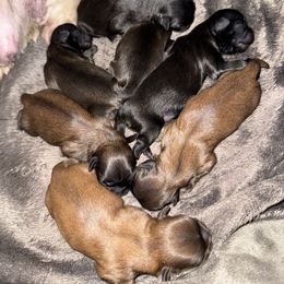 Boy 2 - Black and tan male Shih Tzu puppy in Augusta, Maine from Zulas Shih Tzu of Maine