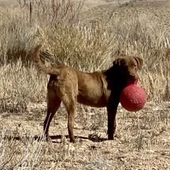 Tonic - Chesapeake Bay Retriever