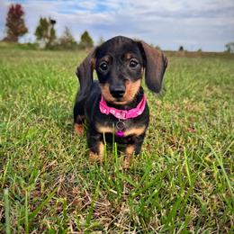 Dachshund Puppies from Royal Bloodline Canines