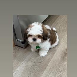 Trébol - Chocolate and tan male Shih Tzu puppy in Fredericksburg, Virginia from Shih Tzu Virginia