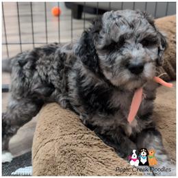 SADIE - F1b - Loves giving kisses-Ofa-Genetics-2 year warranty-microchip - Merle female Goldendoodle puppy in Jeddo, Michigan from Apple Creek Doodles