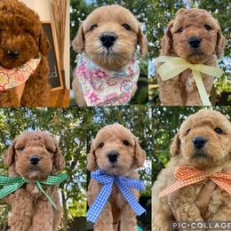 Goldendoodle and Labradoodle Puppies from DG Labradoodles