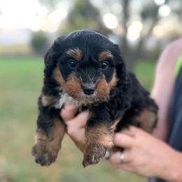 Bennett - Phantom male Bernedoodle puppy in Warrensburg, Missouri from Dreamer Ridge Puppies