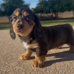 Hershey - Chocolate and tan male Dachshund puppy in Glendale, Arizona from Collier Dachshunds