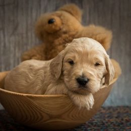 Australian Labradoodle Puppies from Catskill Country Labradoodles