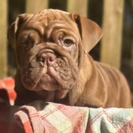 Bulldog Puppies from Bullgodz English Bulldogs