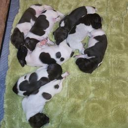 German Shorthaired Pointer Puppies from Stellar GSPs