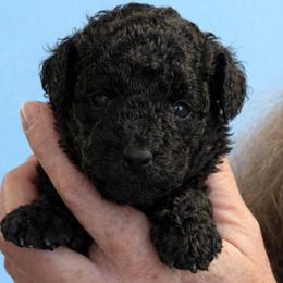 Spencer - Black male Poodle puppy in Tallahassee, Florida from Bows and Bow Ties