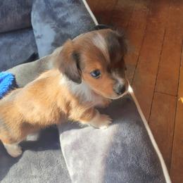 Boy 3 - Dapple male Dachshund puppy in Topeka, Kansas from CJs Dachshunds