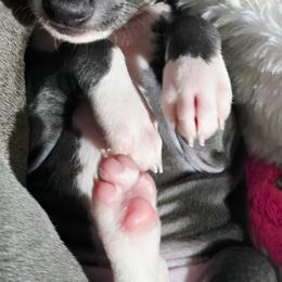 Doe A Deer - White and blue female Italian Greyhound puppy in Cadwell, Georgia from All The DoDa Day Italian Greyhounds