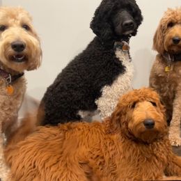 Goldendoodle All Grown Up from Doodles by Piper