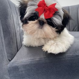 Shih Tzus from Fancy Garden Shih Tzu