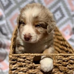 Foxglove - Red merle male Australian Shepherd puppy in Clover, South Carolina from Jo’s Aussies