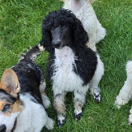 Oreo - Parti female Poodle puppy in Clayton, Washington from Short Legs & Curly Wags LLC