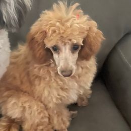 Rosie - Poodle