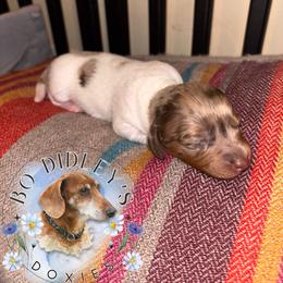 Sharpie - Chocolate and tan male Dachshund puppy in Clarksdale, Mississippi from Bo Didley's Doxies