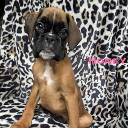 Honey - Fawn female Boxer puppy in Cicero, New York from MK Boxer Haven of CNY